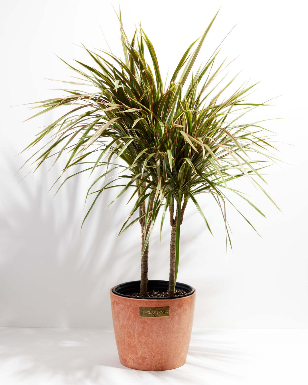 Bicolor Cane Dragon Tree (Dracaena)