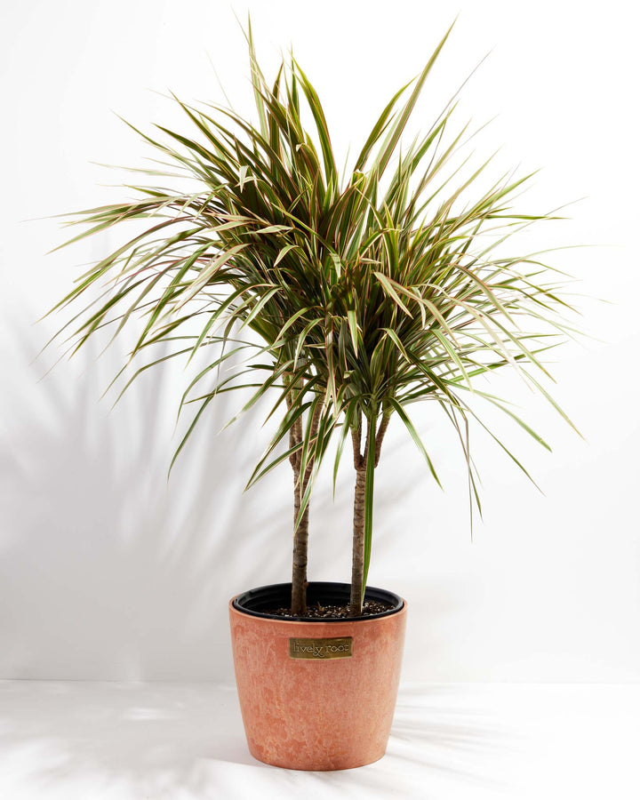 Bicolor Cane Dragon Tree (Dracaena)
