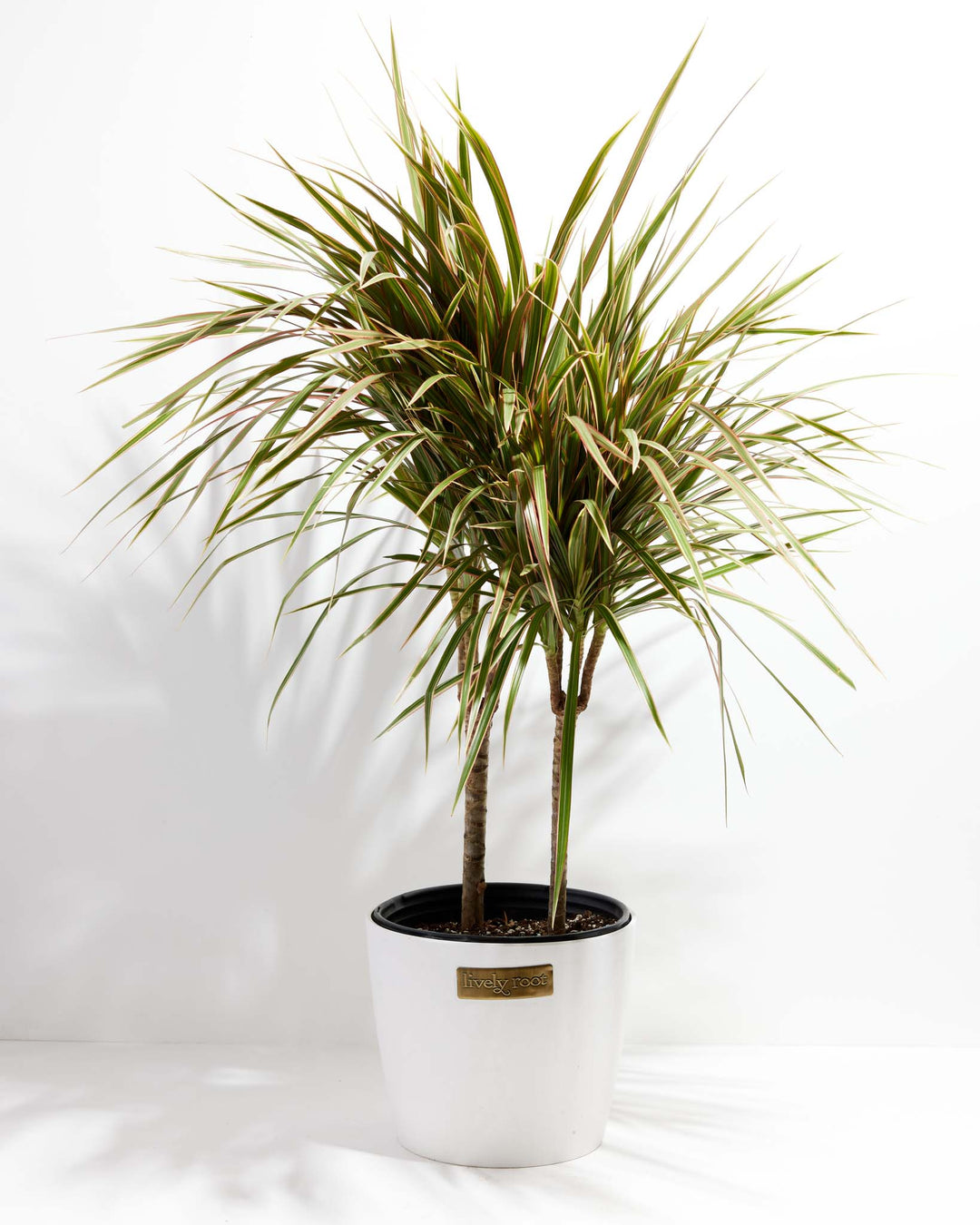 Bicolor Cane Dragon Tree (Dracaena)