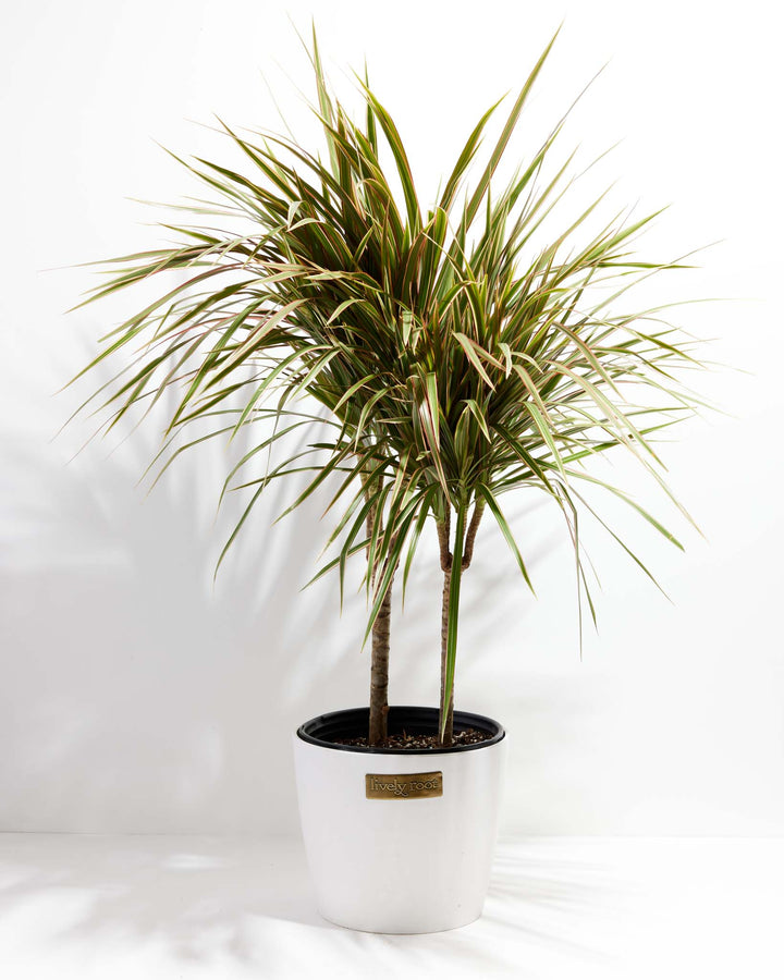 Bicolor Cane Dragon Tree (Dracaena)