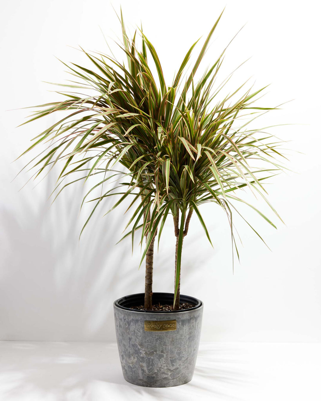 Bicolor Cane Dragon Tree (Dracaena)