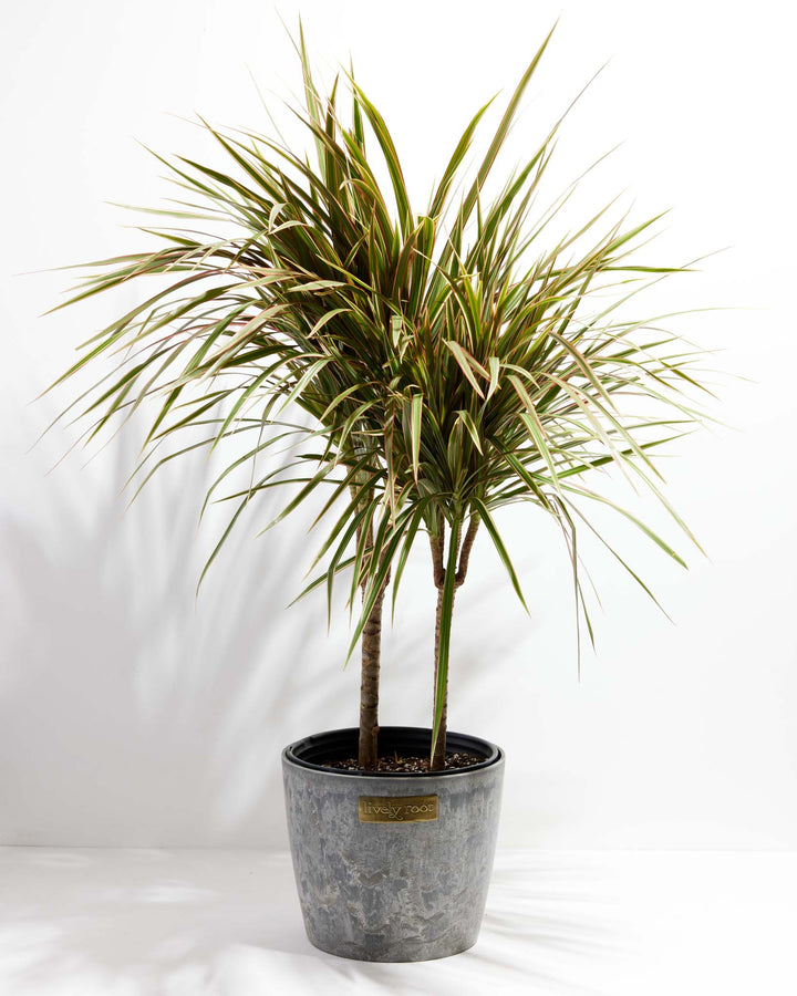 Bicolor Cane Dragon Tree (Dracaena)