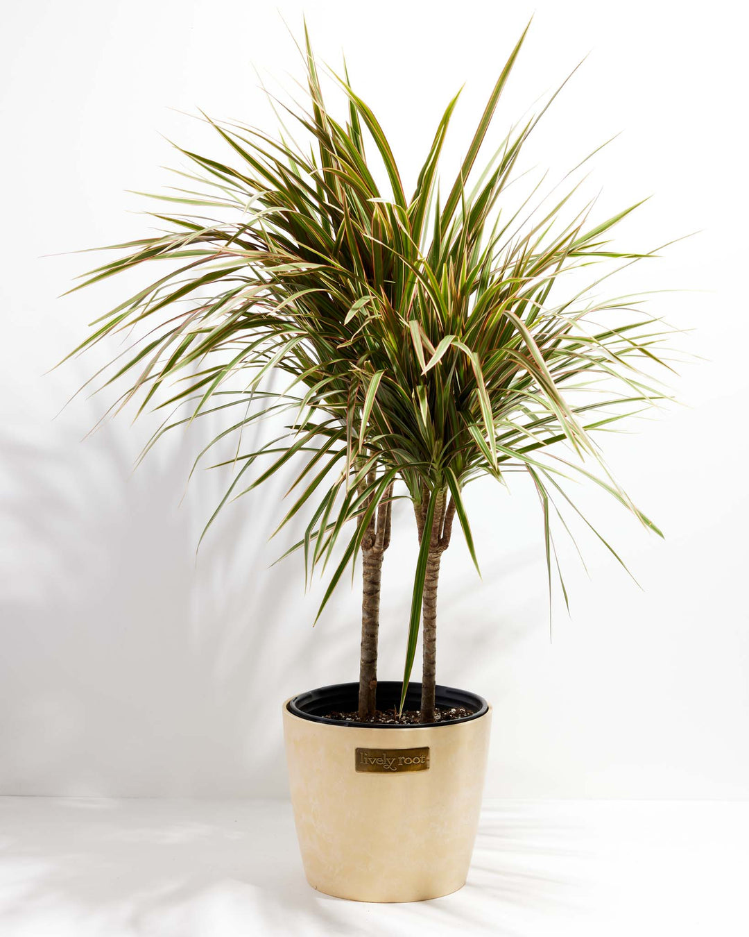 Bicolor Cane Dragon Tree (Dracaena)
