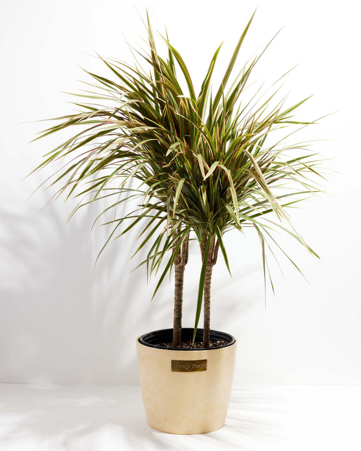 Bicolor Cane Dragon Tree (Dracaena)