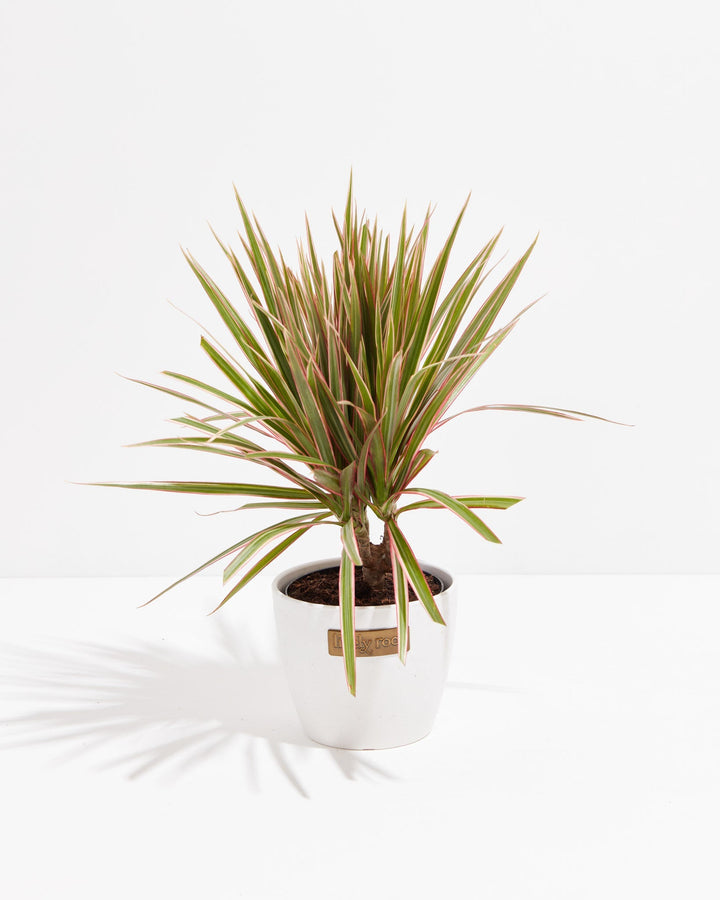 Bicolor Cane Dragon Tree (Dracaena)
