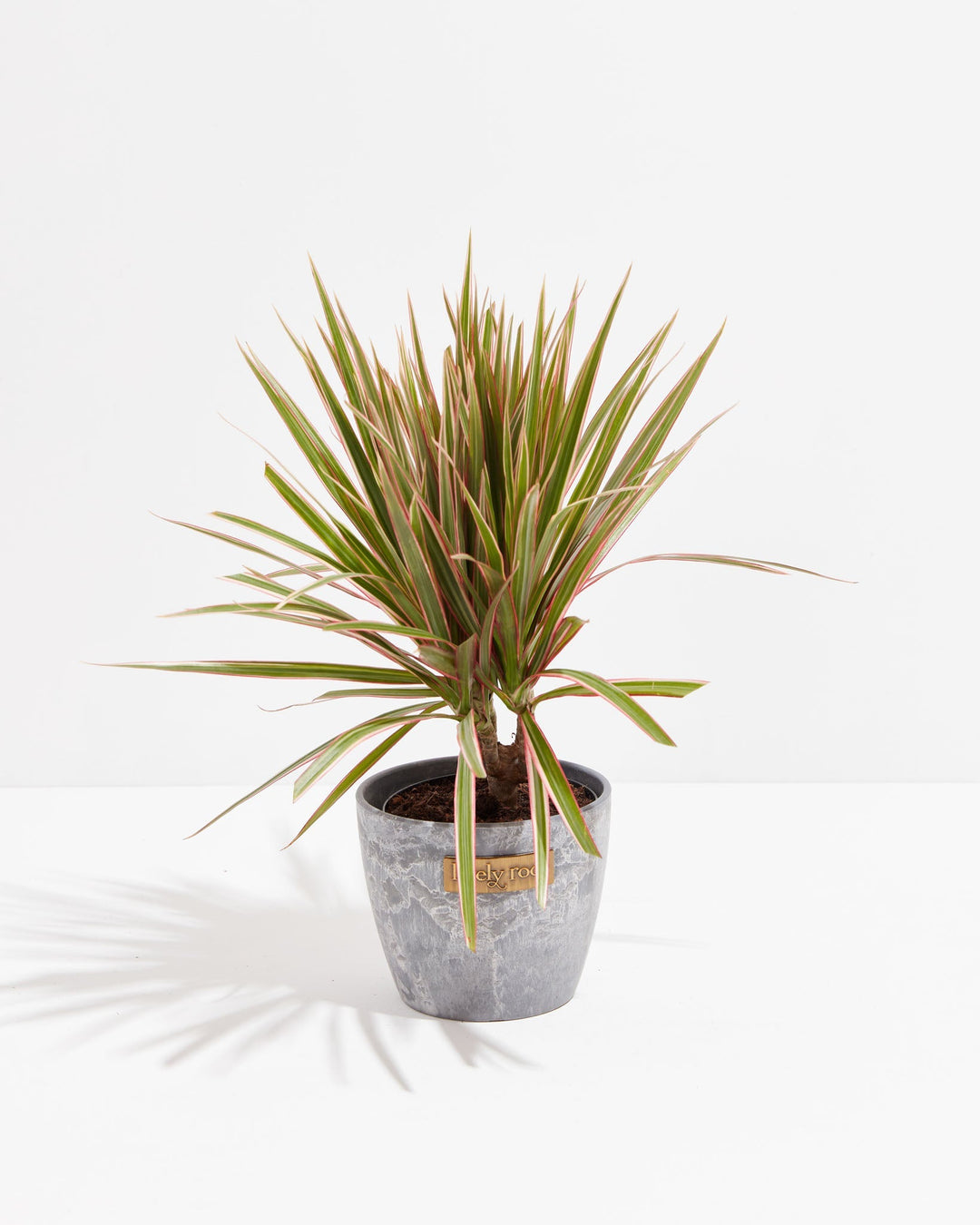 Bicolor Cane Dragon Tree (Dracaena)