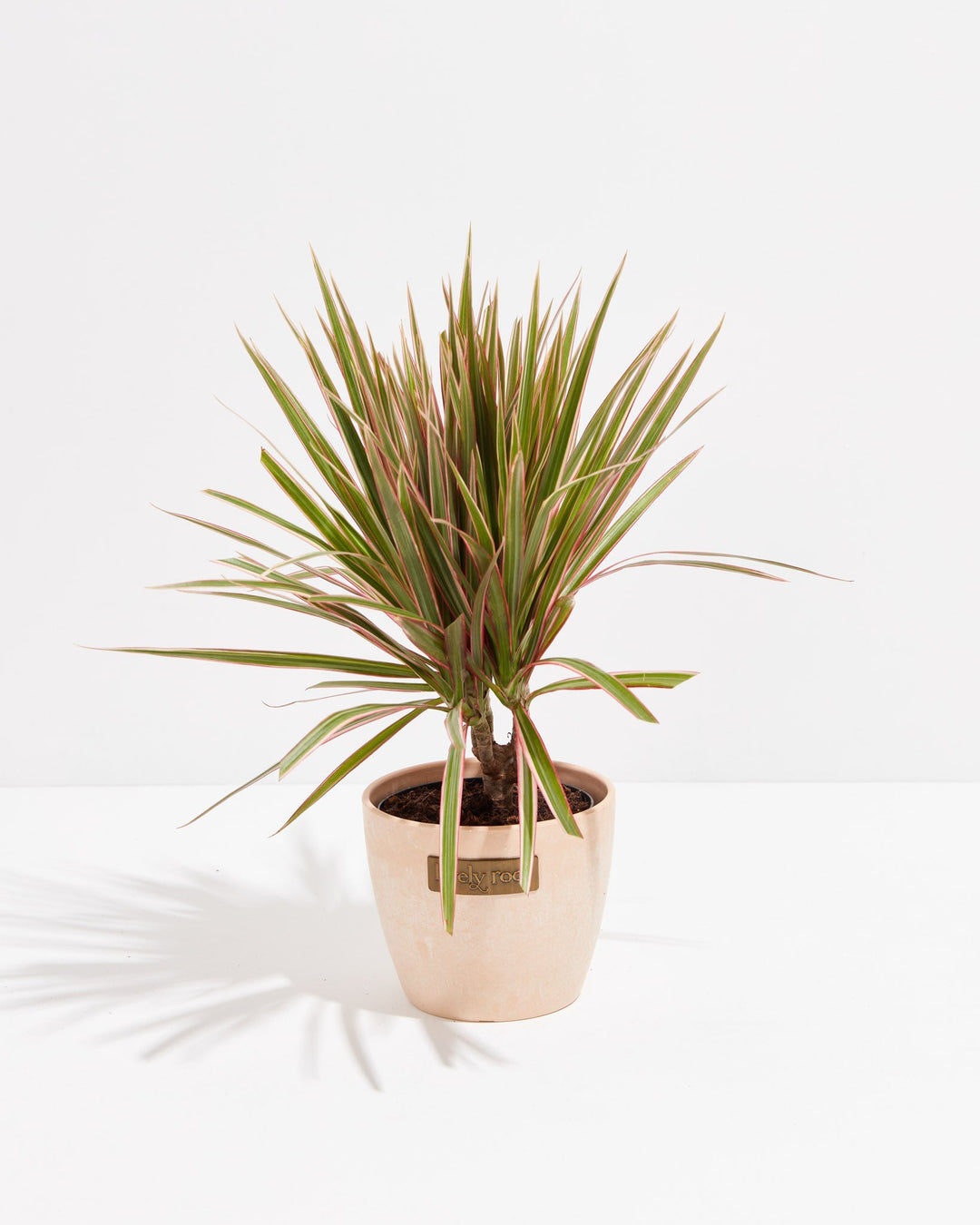 Bicolor Cane Dragon Tree (Dracaena)