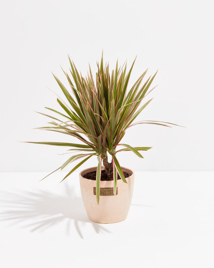 Bicolor Cane Dragon Tree (Dracaena)