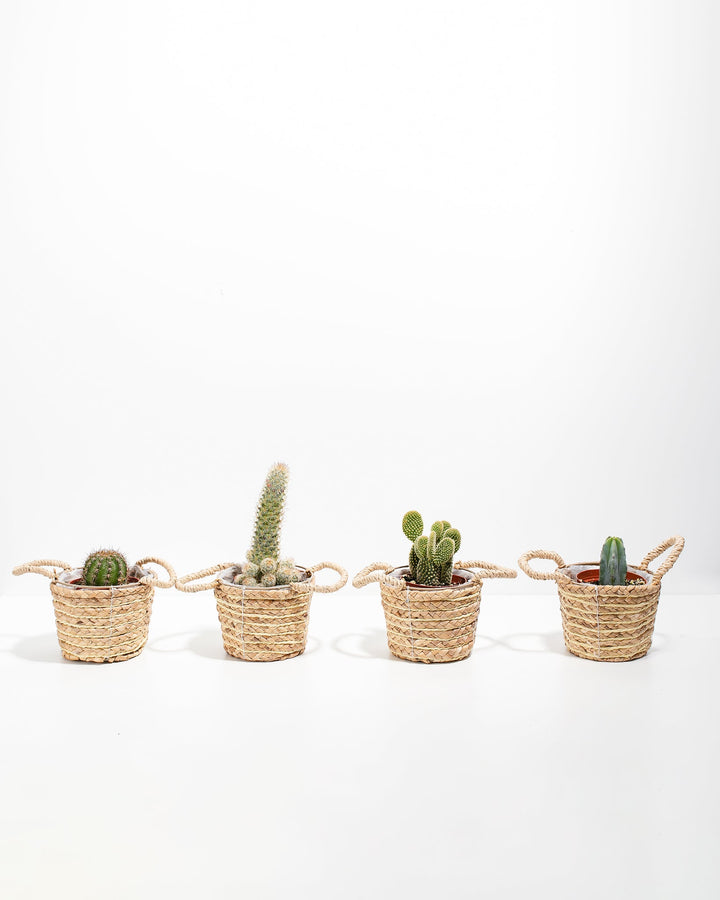 Cool Cactus Collection