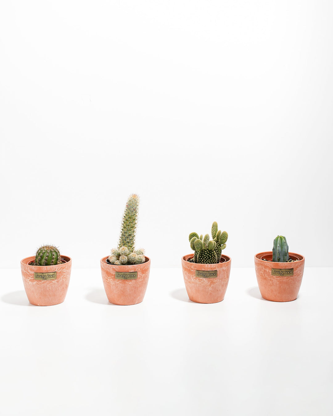 Cool Cactus Collection