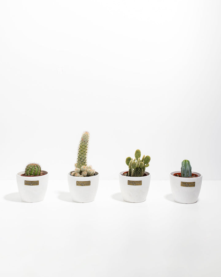 Cool Cactus Collection
