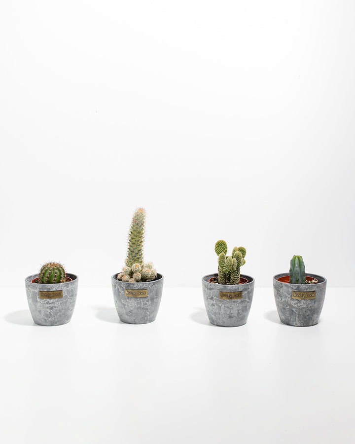 Cool Cactus Collection