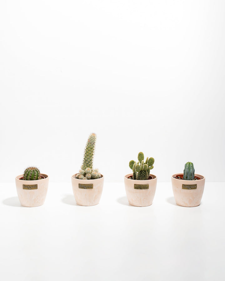 Cool Cactus Collection