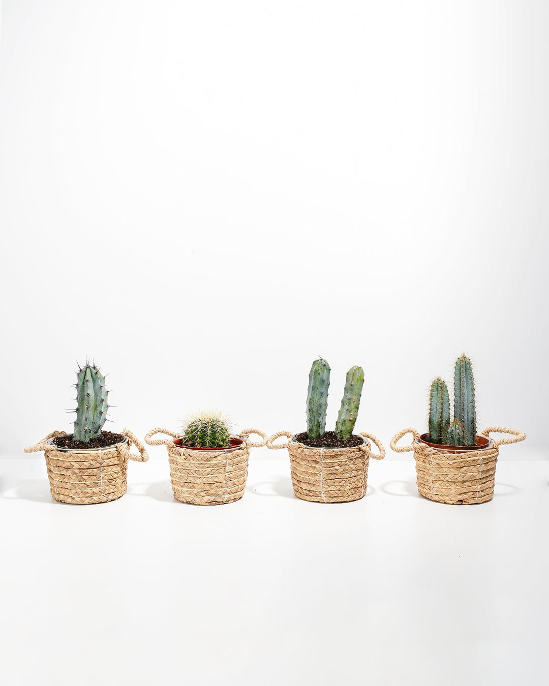 Cool Cactus Collection