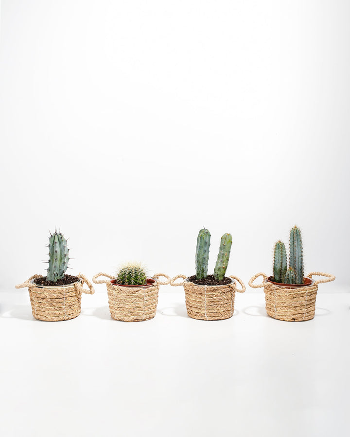 Cool Cactus Collection