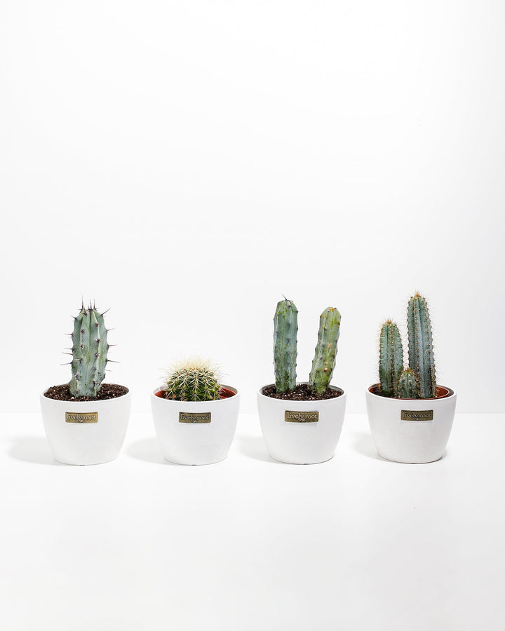 Cool Cactus Collection