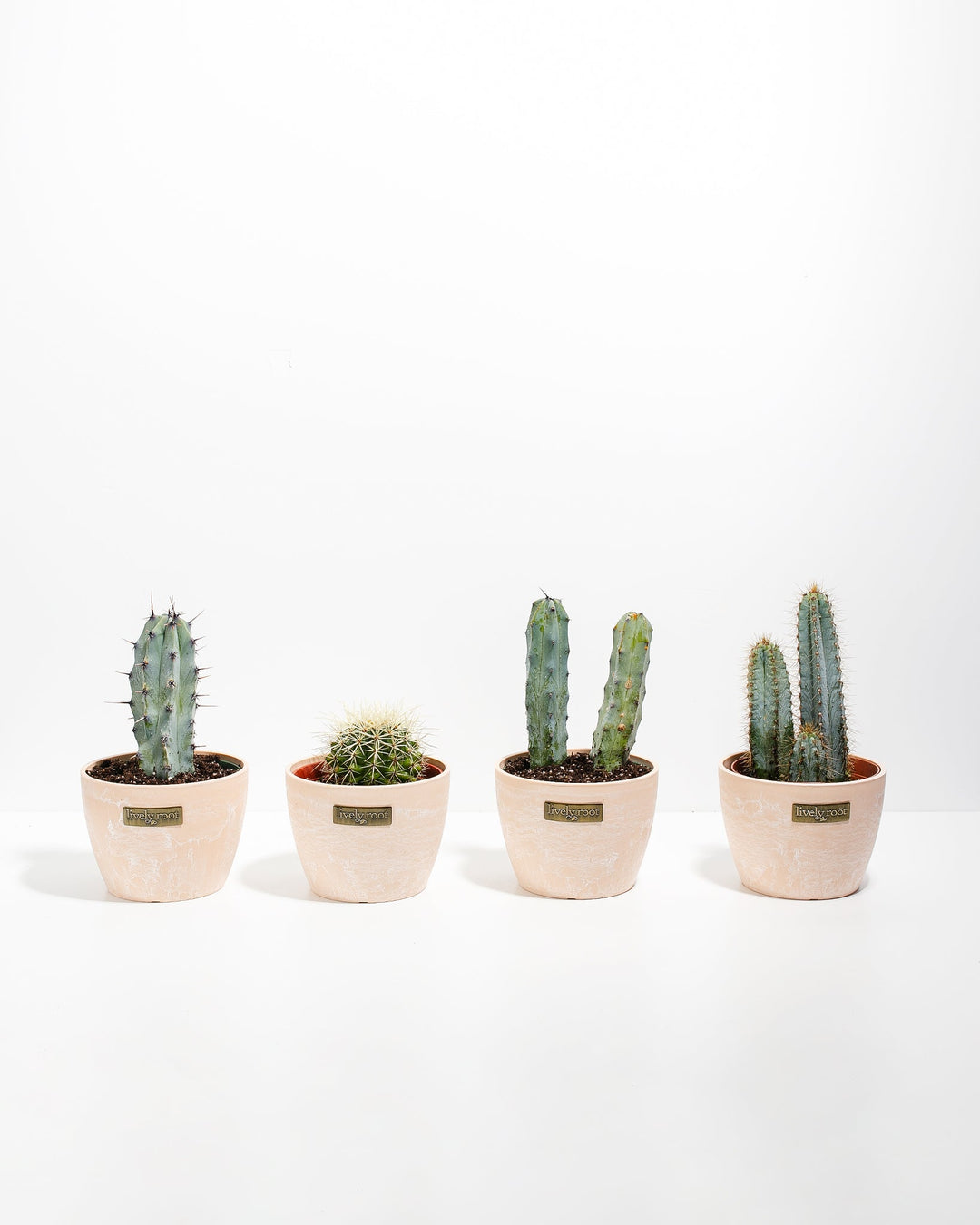 Cool Cactus Collection