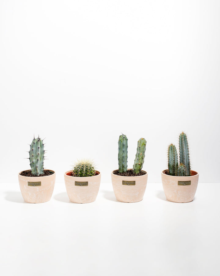 Cool Cactus Collection