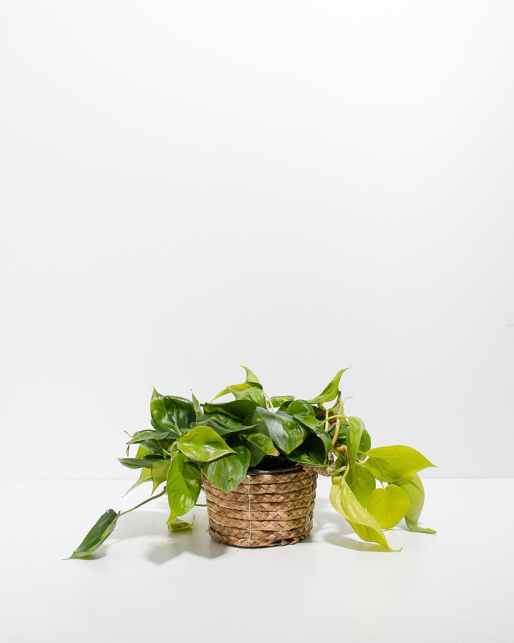 6-inch Philodendron Brasil (Philodendron hederaceum) in a natural woven seagrass basket planter with long trailing variegated green and yellow heart-shaped leaves cascading onto a white surface