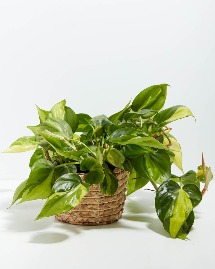 4-inch Philodendron Brasil (Philodendron hederaceum) in a natural woven seagrass basket planter with full trailing variegated green and yellow heart-shaped leaves on a white background