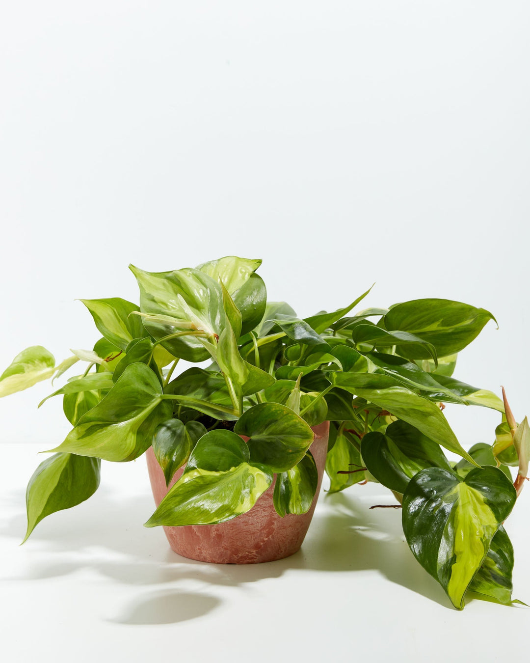 4-inch Philodendron Brasil (Philodendron hederaceum) in a terracotta pink eco pot with full trailing variegated green and yellow heart-shaped leaves on a white background