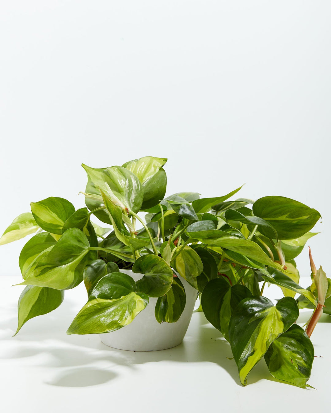 4-inch Philodendron Brasil (Philodendron hederaceum) in a round white eco coconut pot with full trailing variegated green and yellow heart-shaped leaves on a white background