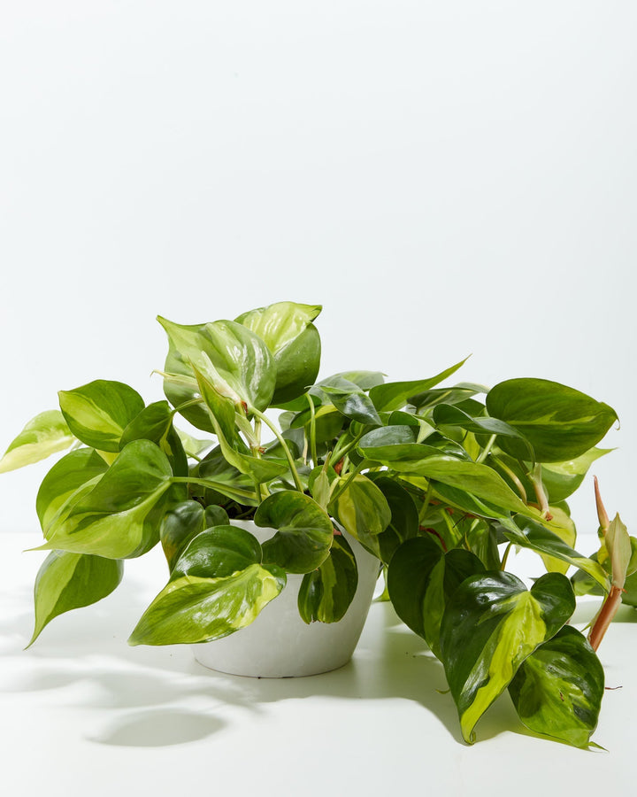 4-inch Philodendron Brasil (Philodendron hederaceum) in a round white eco coconut pot with full trailing variegated green and yellow heart-shaped leaves on a white background