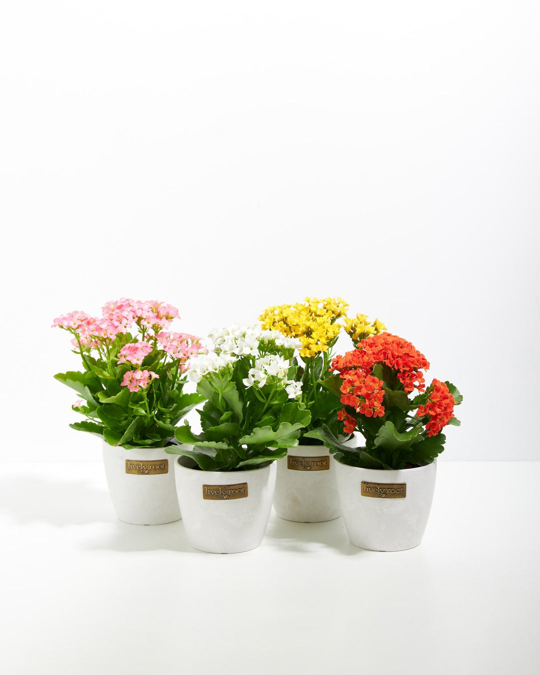 Multi-color Kalanchoe flowering succulents in clean white ceramic eco pots with full compact forms and abundant dense flower clusters, ideal for gifting and home decor.