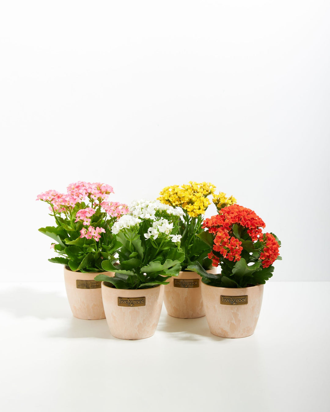 Kalanchoe succulent collection with pink, white, yellow, and red clustered flowers in pale cream eco-friendly planters, easy-care flowering succulents for sunny indoor spaces.