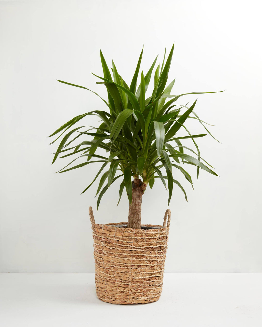 Yucca Cane Plant