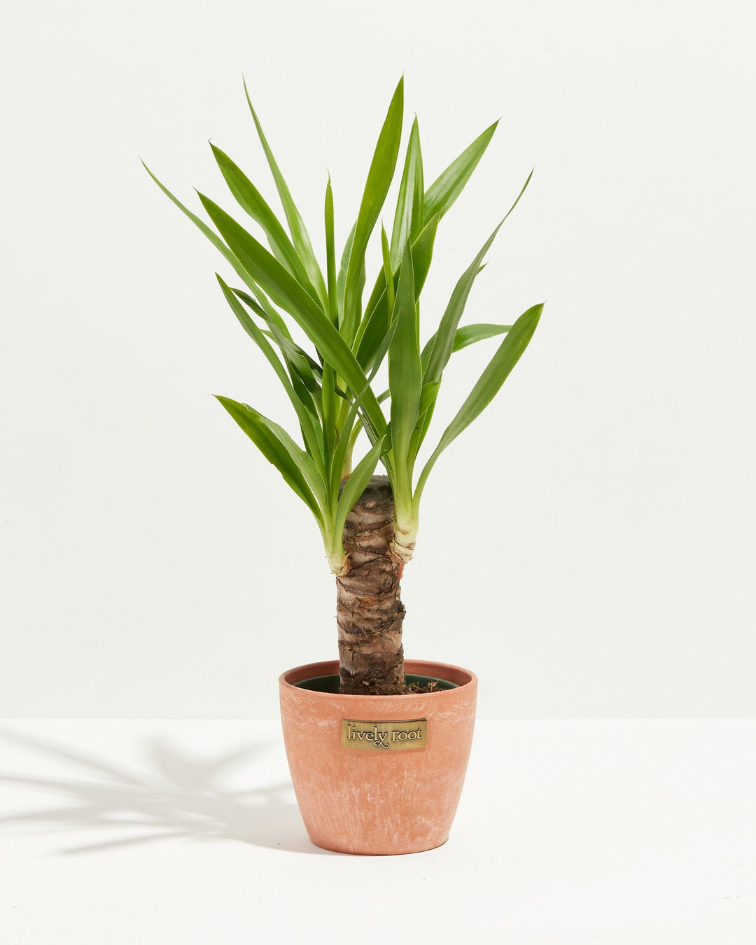 Yucca Cane Plant