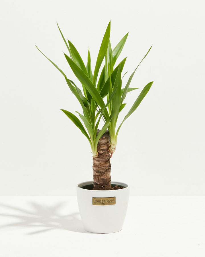 Yucca Cane Plant