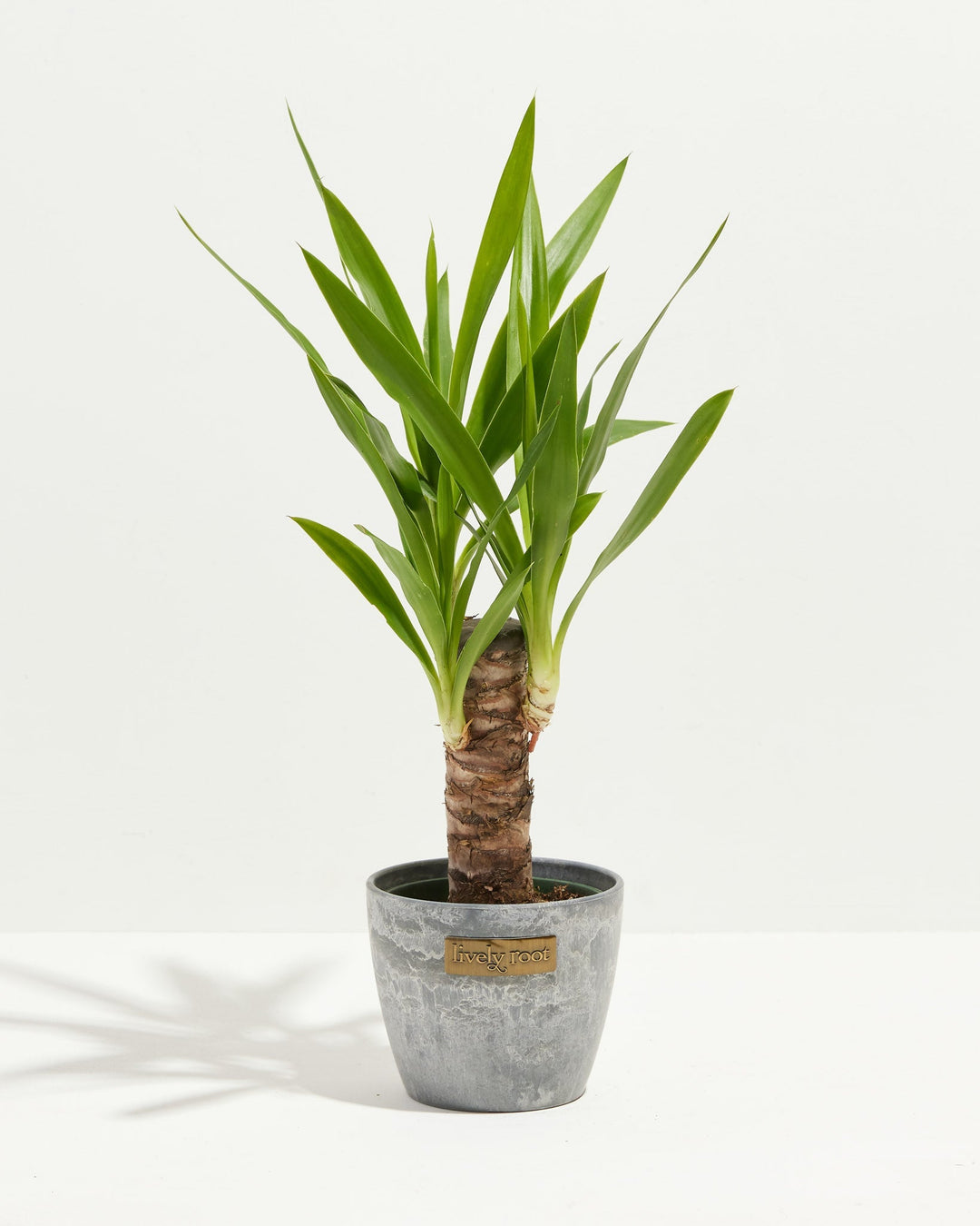 Yucca Cane Plant