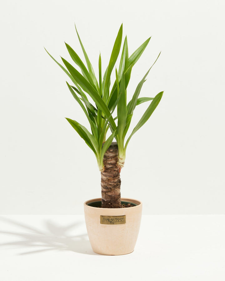 Yucca Cane Plant