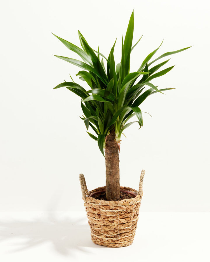 Yucca Cane Plant
