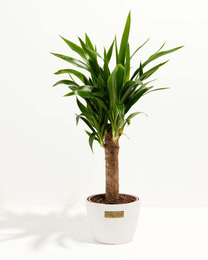 Yucca Cane Plant