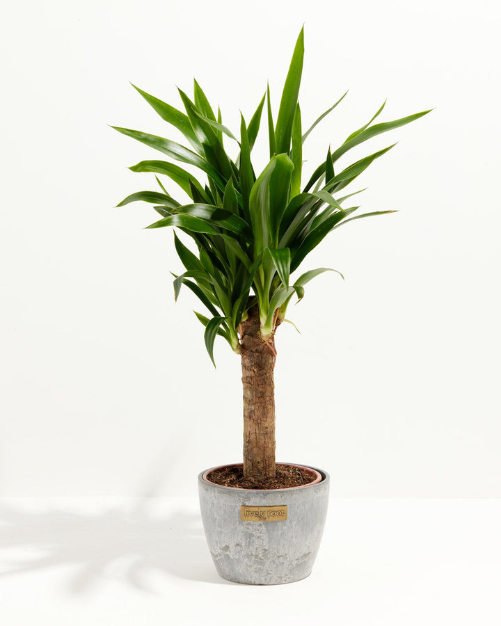 Yucca Cane Plant