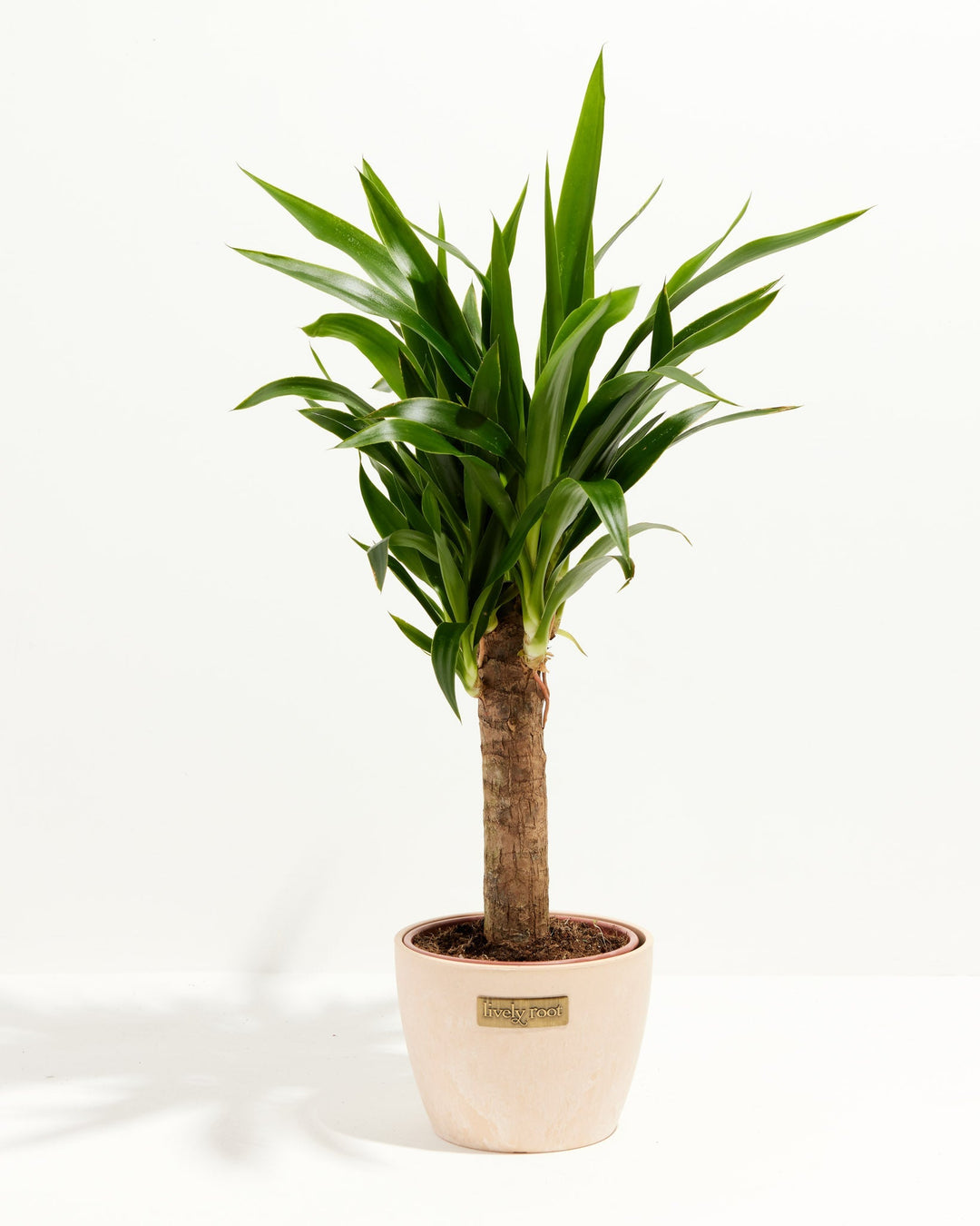 Yucca Cane Plant