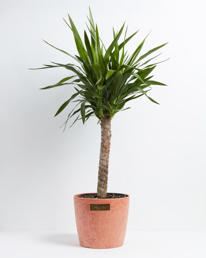 Yucca Cane Plant