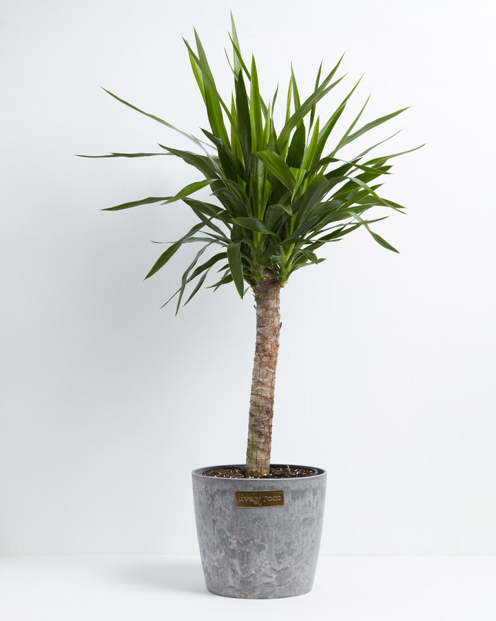 Yucca Cane Plant