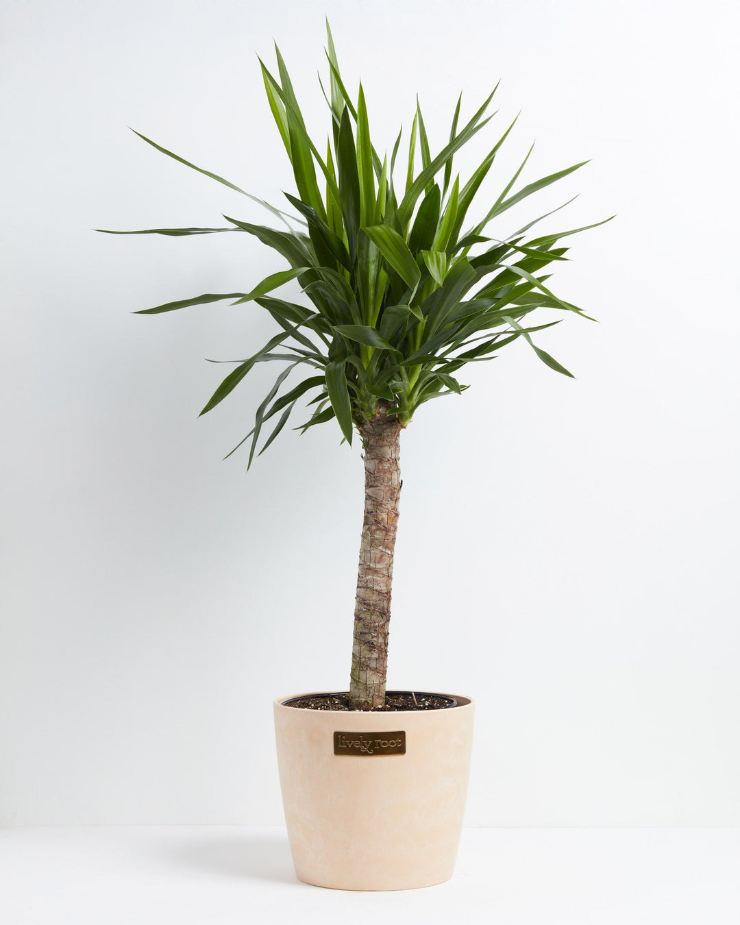 Yucca Cane Plant