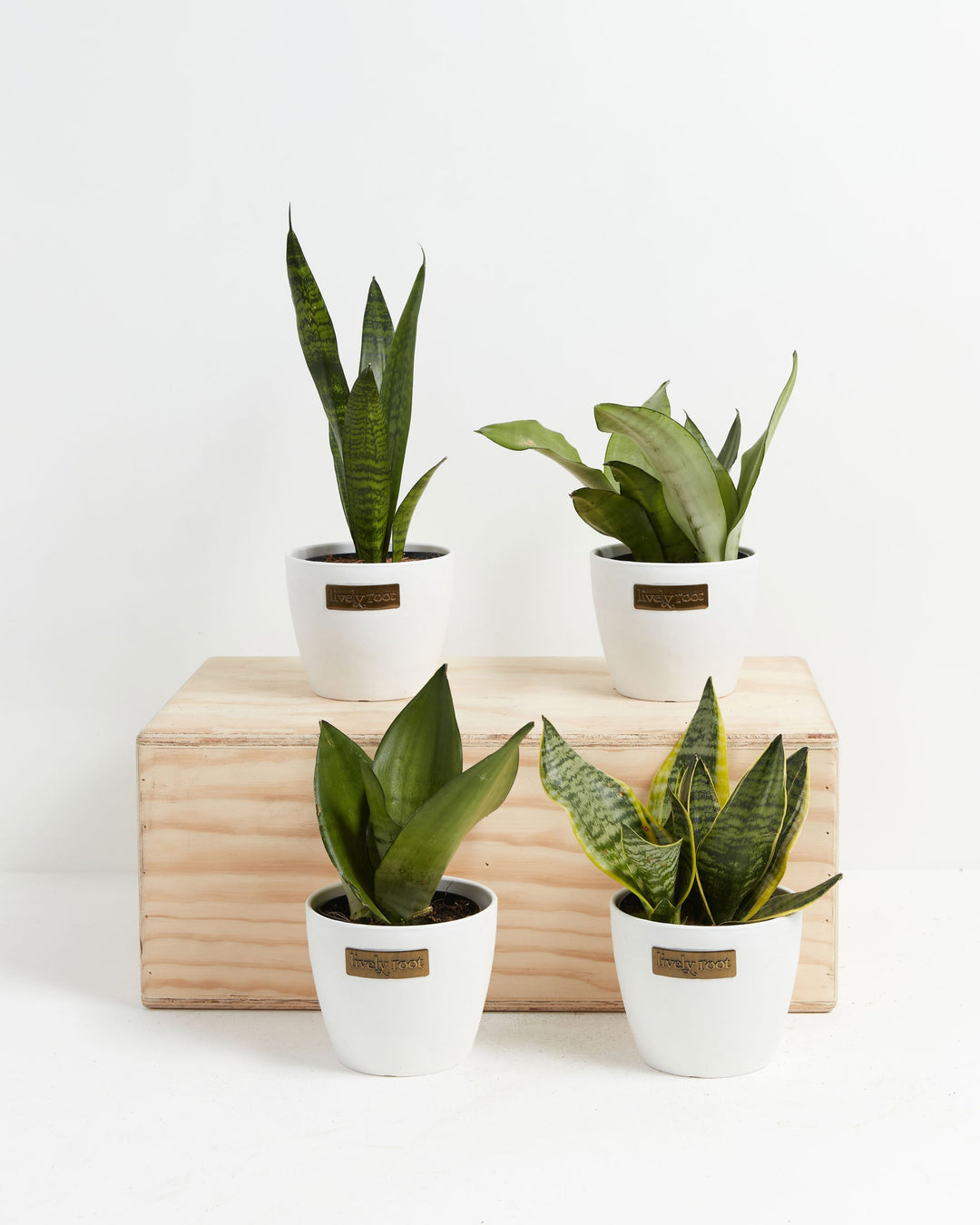 Four Snake Plant (Sansevieria) varieties in white Lively Root branded ceramic pots showing different leaf shapes and variegation patterns displayed on a natural wood crate on white background