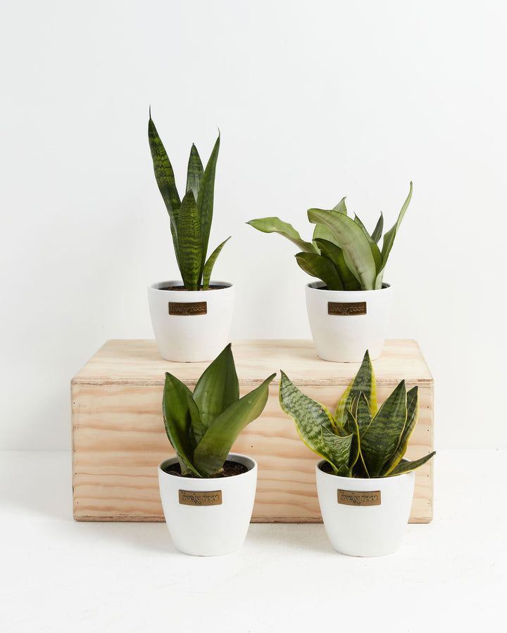 Four Snake Plant (Sansevieria) varieties in white Lively Root branded ceramic pots showing different leaf shapes and variegation patterns displayed on a natural wood crate on white background