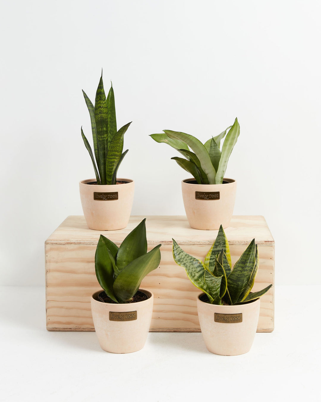Four Snake Plant (Sansevieria) varieties in blush pink Lively Root branded ceramic pots showing different leaf shapes and variegation patterns displayed on a natural wood crate on white background