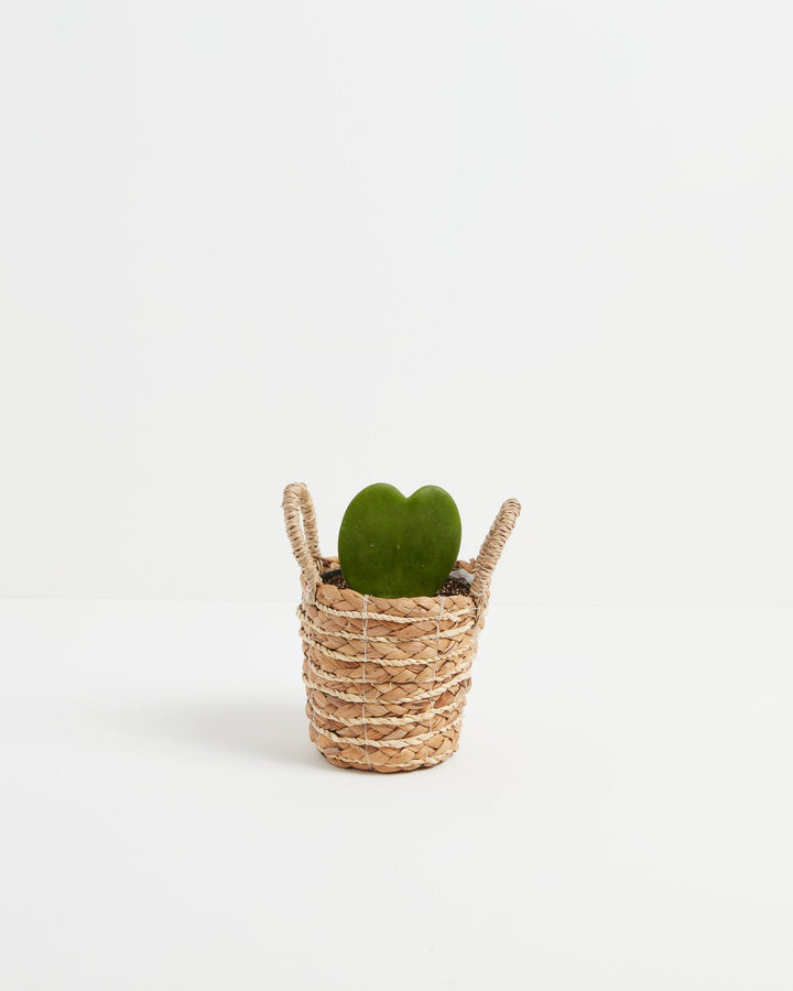 Small Hoya Heart Plant (Hoya kerrii) in a natural woven seagrass basket planter with twin handles with a single glossy heart-shaped green leaf on a white background