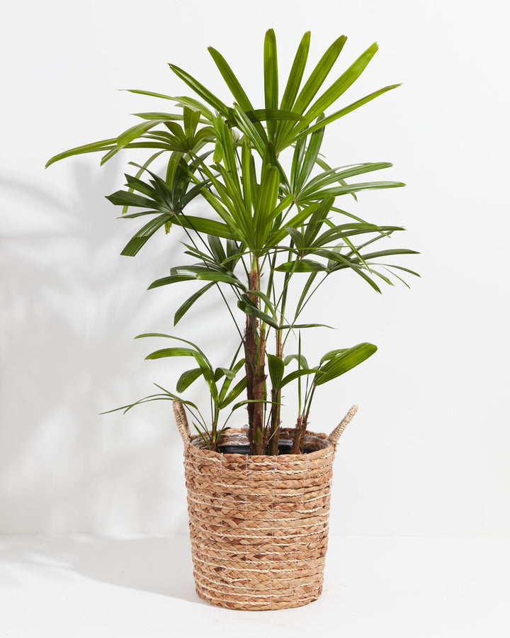 Large Lady Palm (Rhapis excelsa) in a natural woven seagrass basket planter with twin handles with multiple fibrous brown cane stems topped with full fan-shaped bright green fronds on a white background