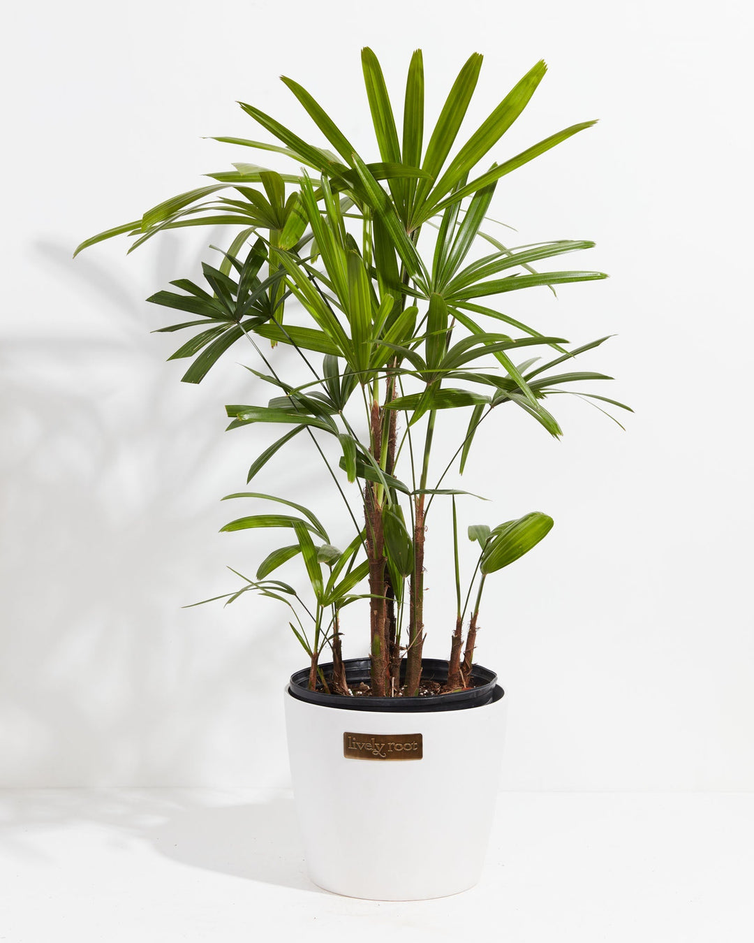 Large Lady Palm (Rhapis excelsa) in a round white ceramic Lively Root branded pot with multiple fibrous brown cane stems topped with full fan-shaped bright green fronds on a white background