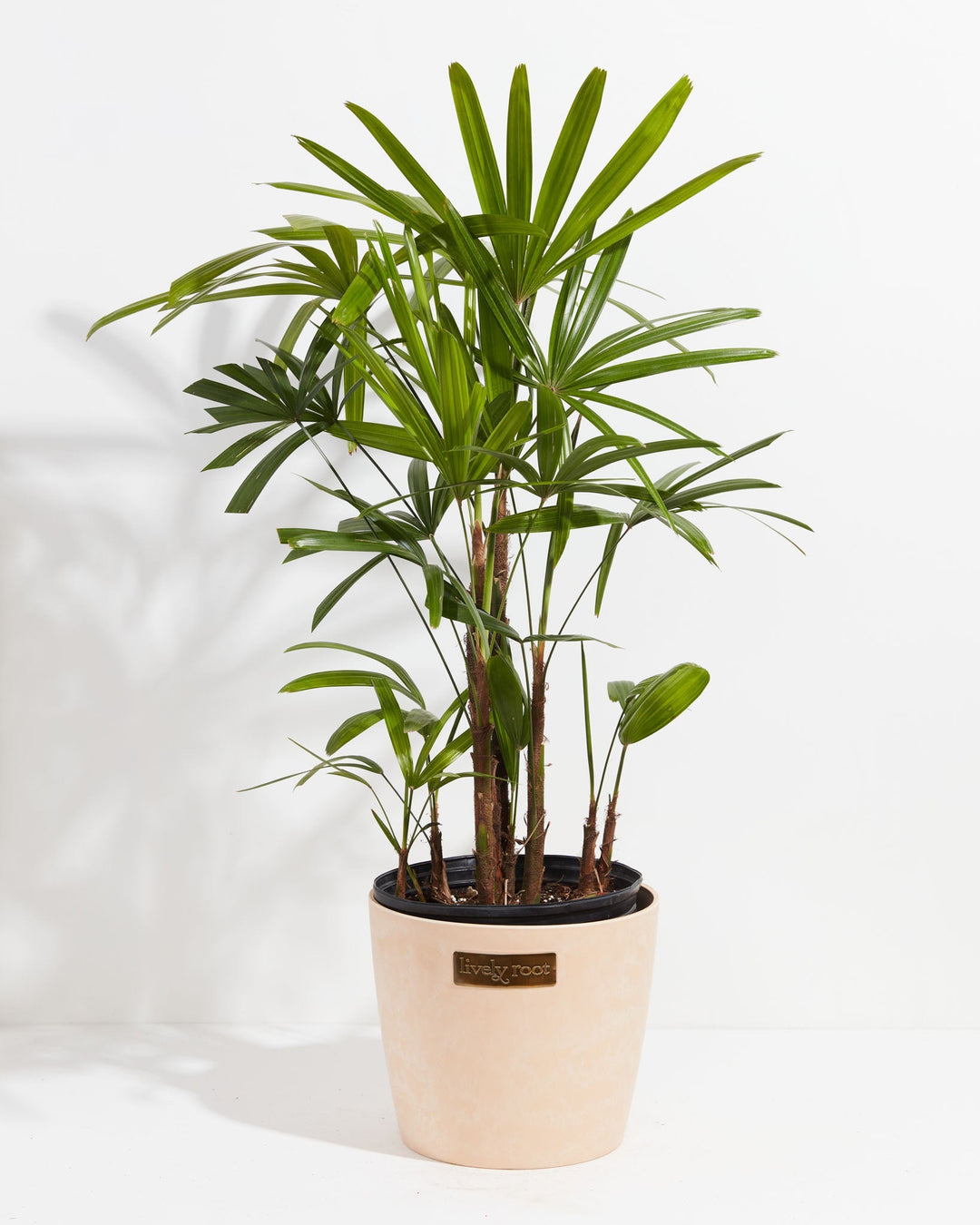 Large Lady Palm (Rhapis excelsa) in a round cream ceramic Lively Root branded pot with multiple fibrous brown cane stems topped with full fan-shaped bright green fronds on a white background