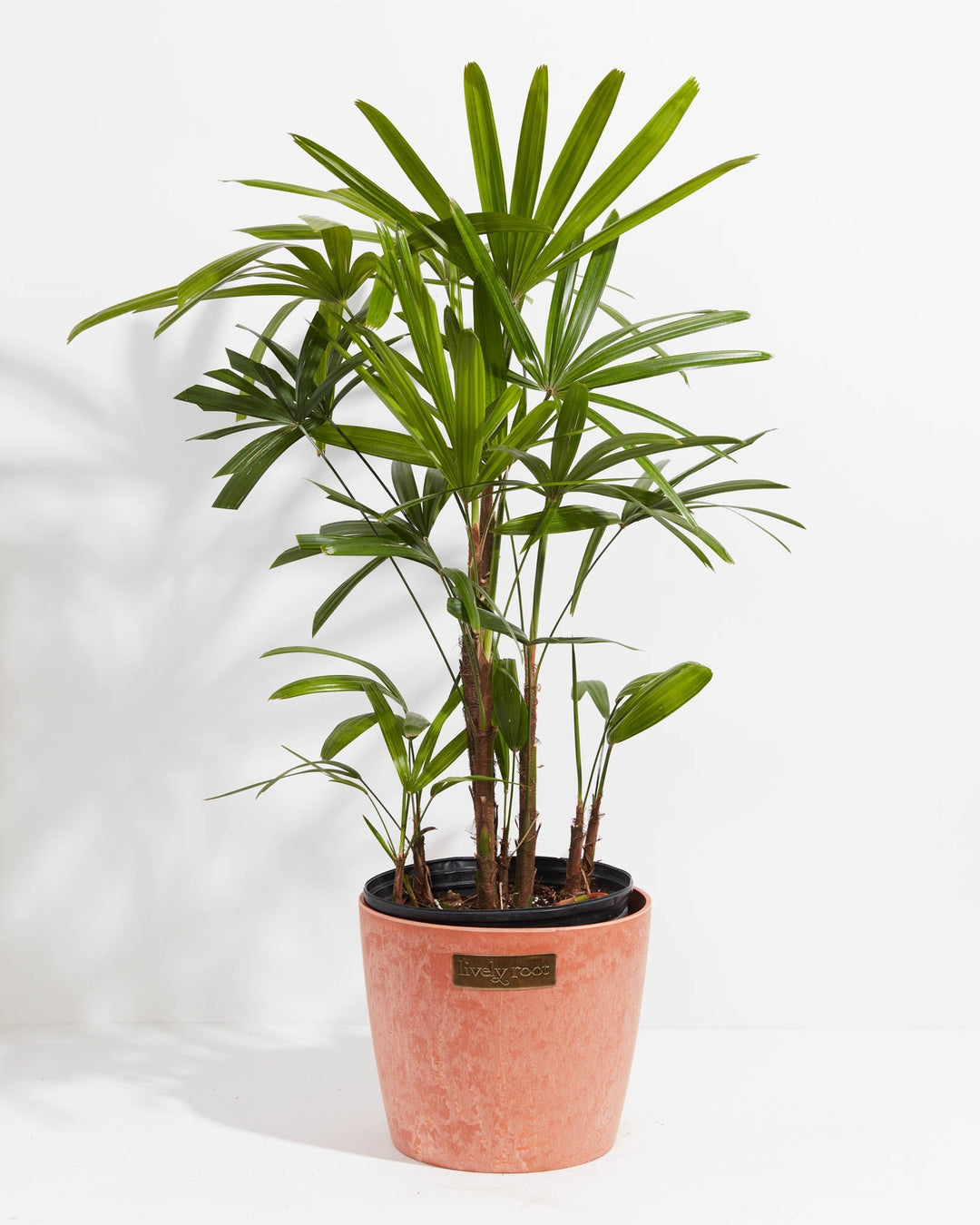 Large Lady Palm (Rhapis excelsa) in a round terracotta pink marbled ceramic Lively Root branded pot with multiple fibrous brown cane stems topped with full fan-shaped bright green fronds on a white background