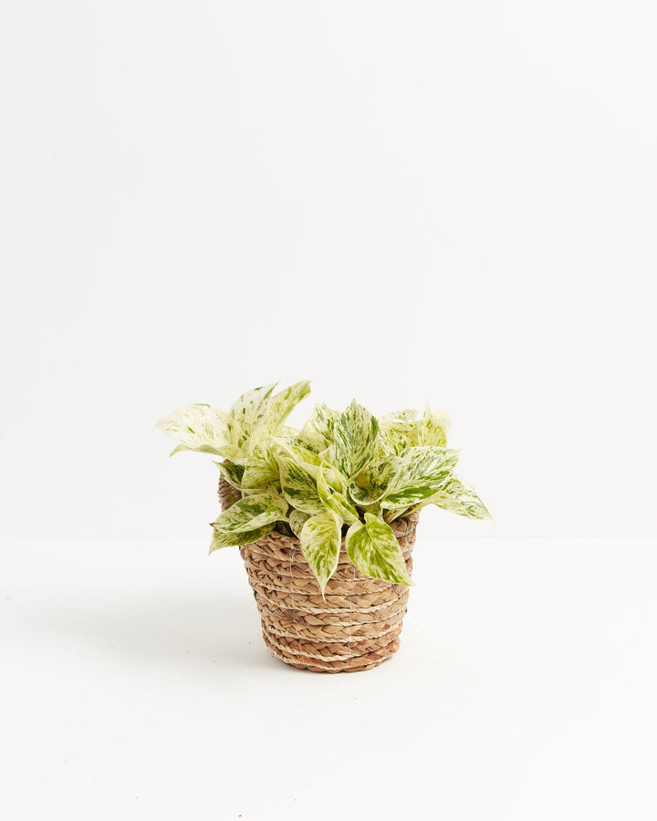 6-inch Marble Queen Pothos (Epipremnum aureum) with white and green variegated leaves in a woven seagrass basket on white background